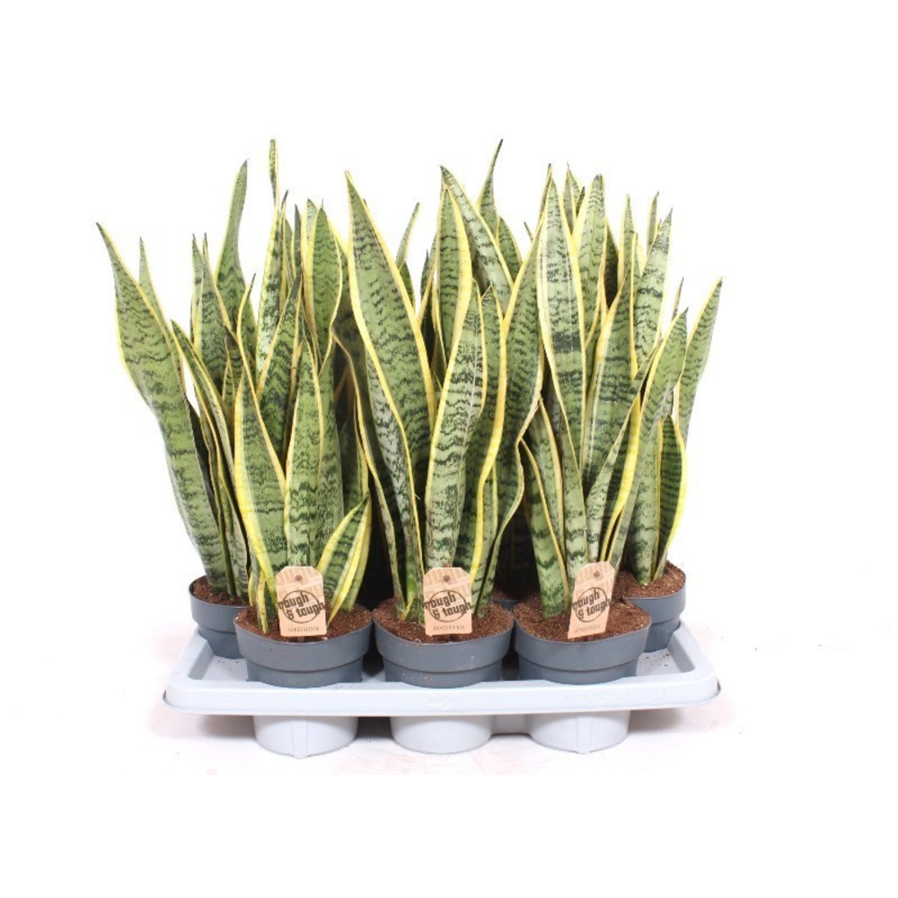 Sansevieria Laurentii.