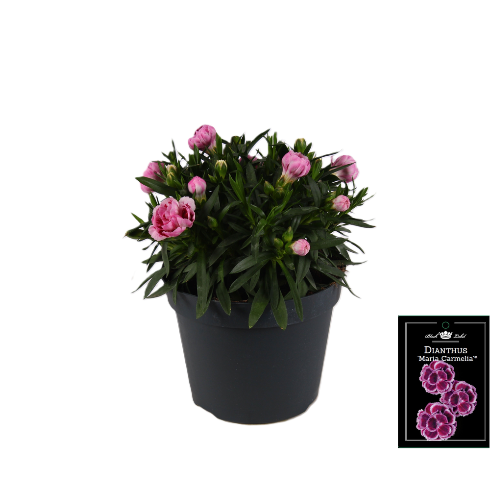 Dianthus Maria Carmelia.