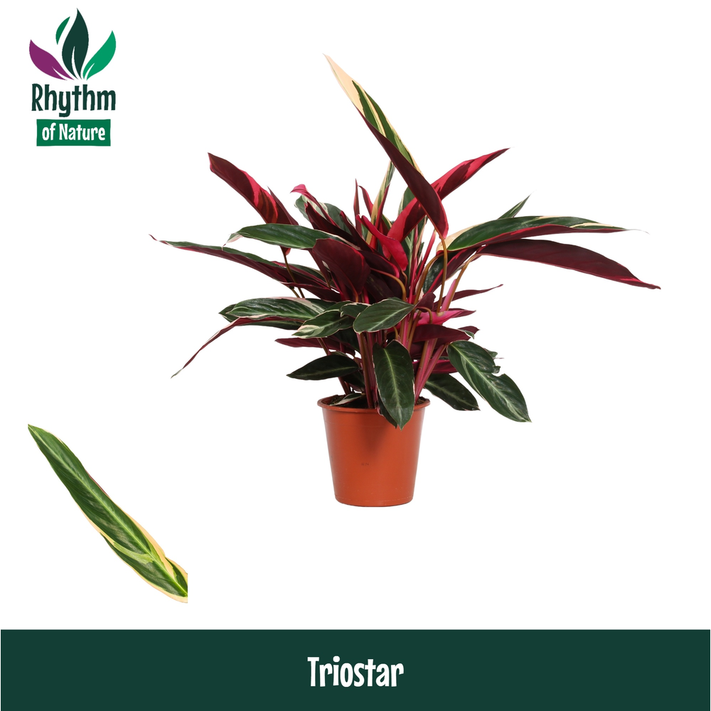 Calathea 19cm Triostar Rhythm of Nature (Stromanth.