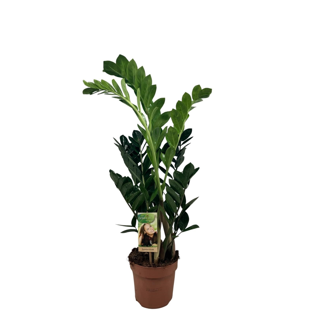 Zamioculcas 4-5 veren - hoogte 55-60 cm..