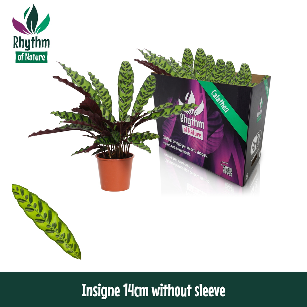Calathea 14cm Insigne Rhythm of Nature zonder hoes.