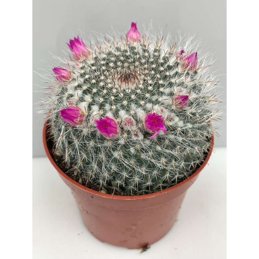 Bloeiende cactus 8,5 cm.