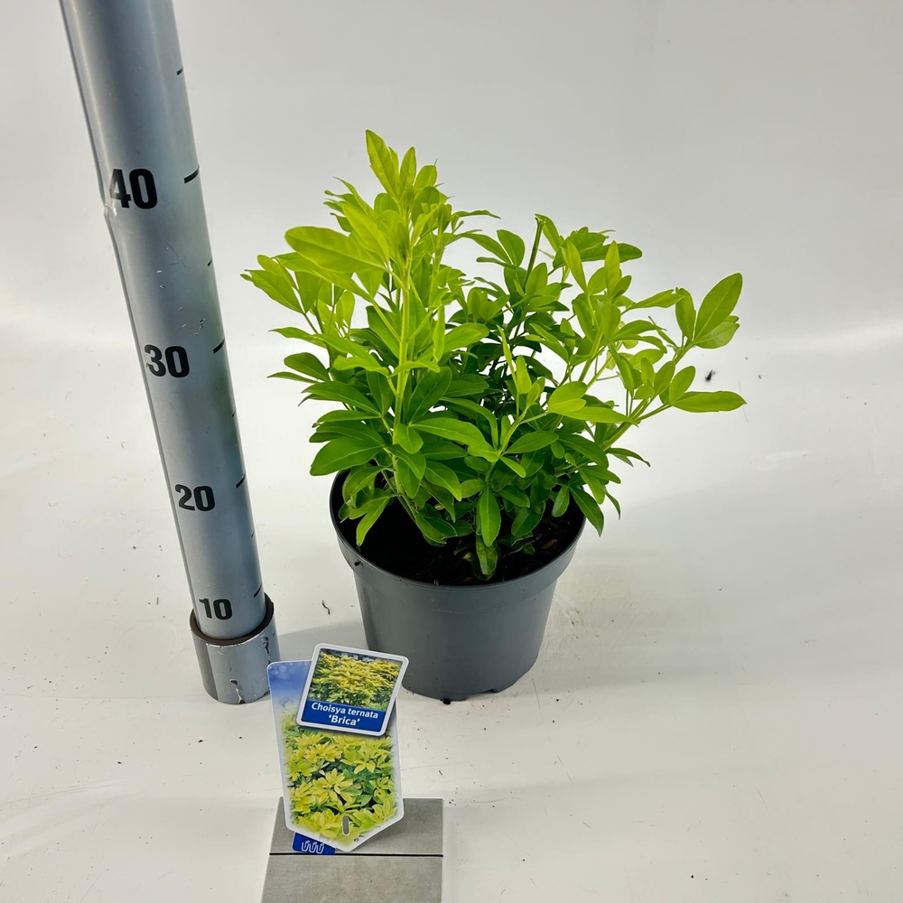 Choisya ternata ‘Brica’ (Lich).