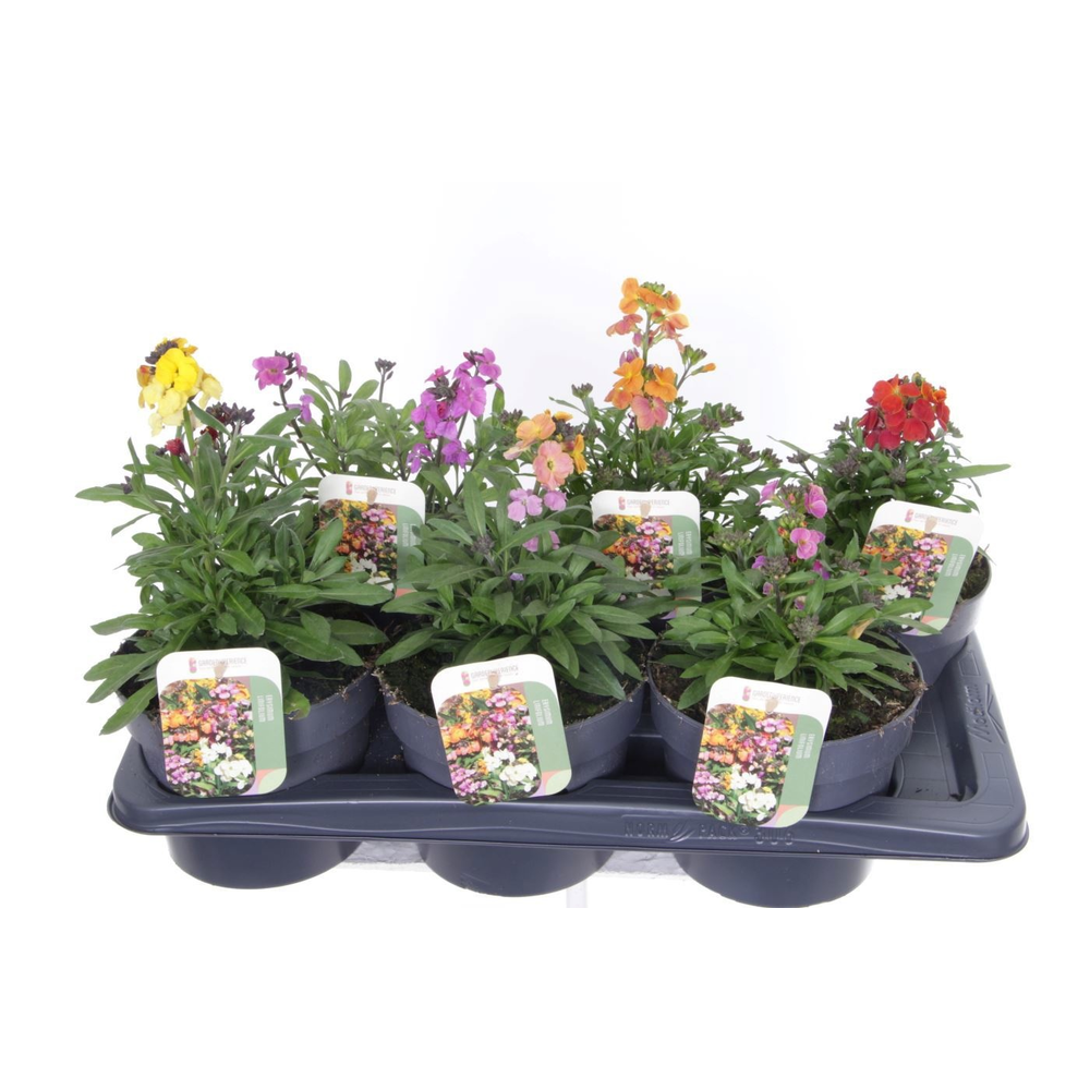 Erysimum linifolium mix.