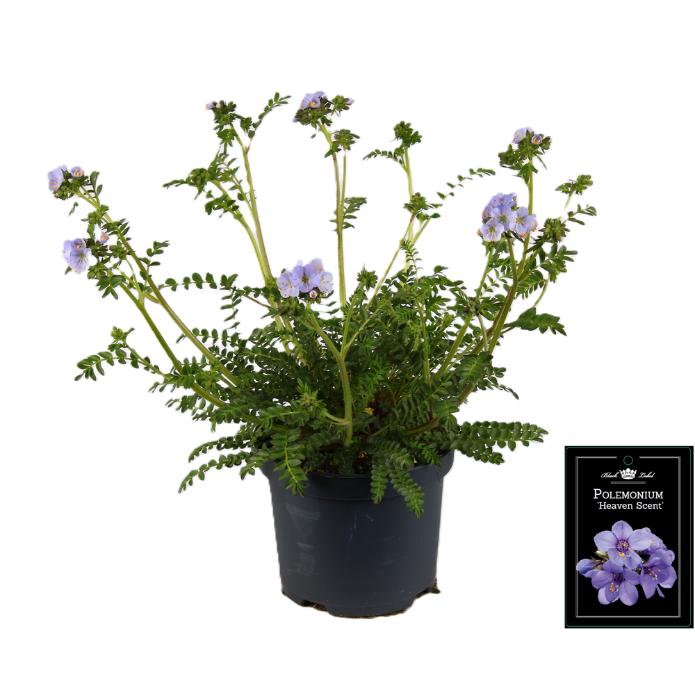 Polemonium Heaven Scent.