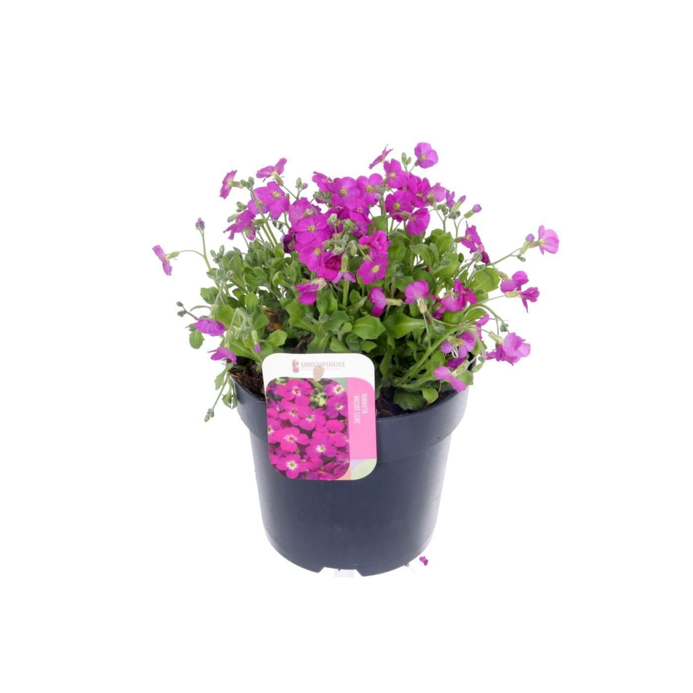 Aubrieta Axcent Lilac.