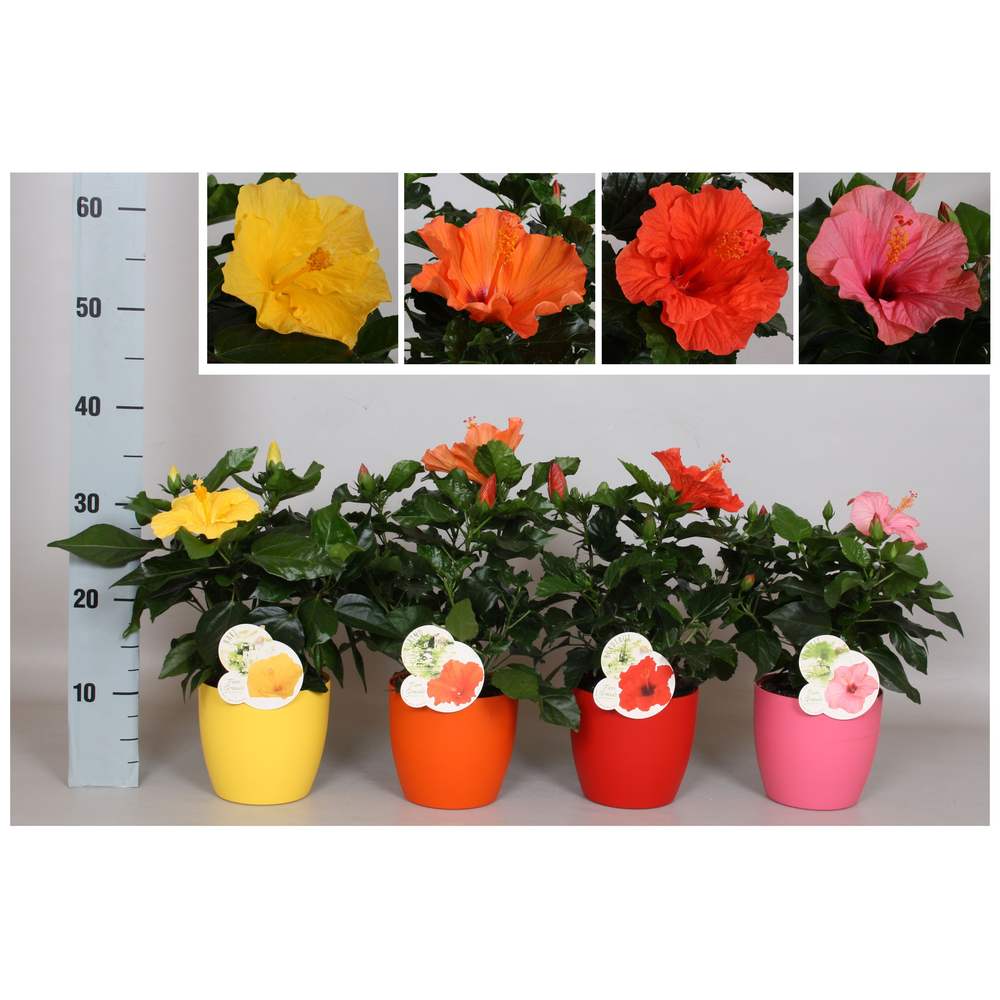 Hibiscus Fiori Grande 'Ton sur Ton Gemengd'.