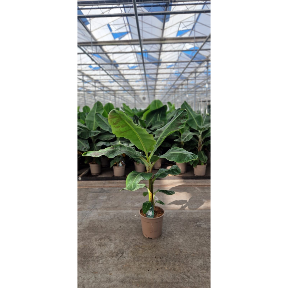 Musa Dwarf Cavendish 27C.