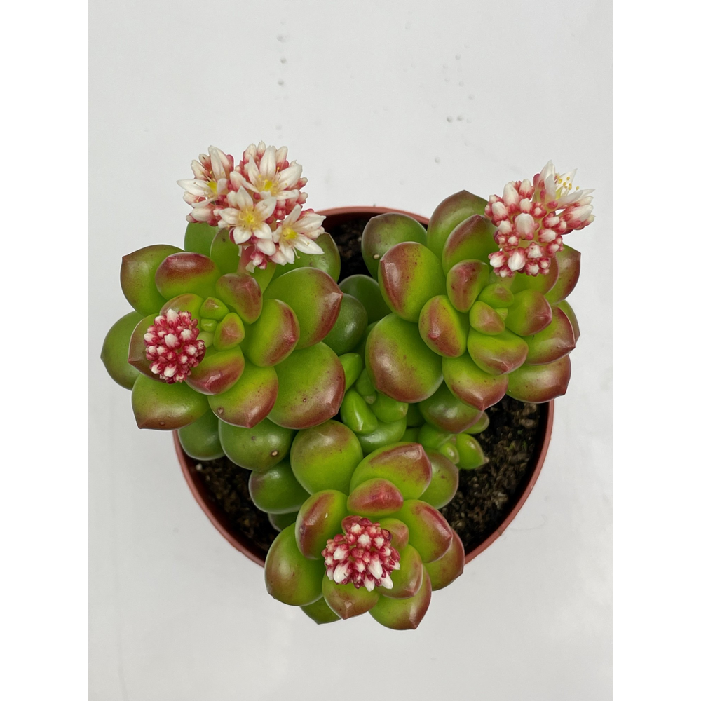 Sedum Lucidum 8,5 cm.
