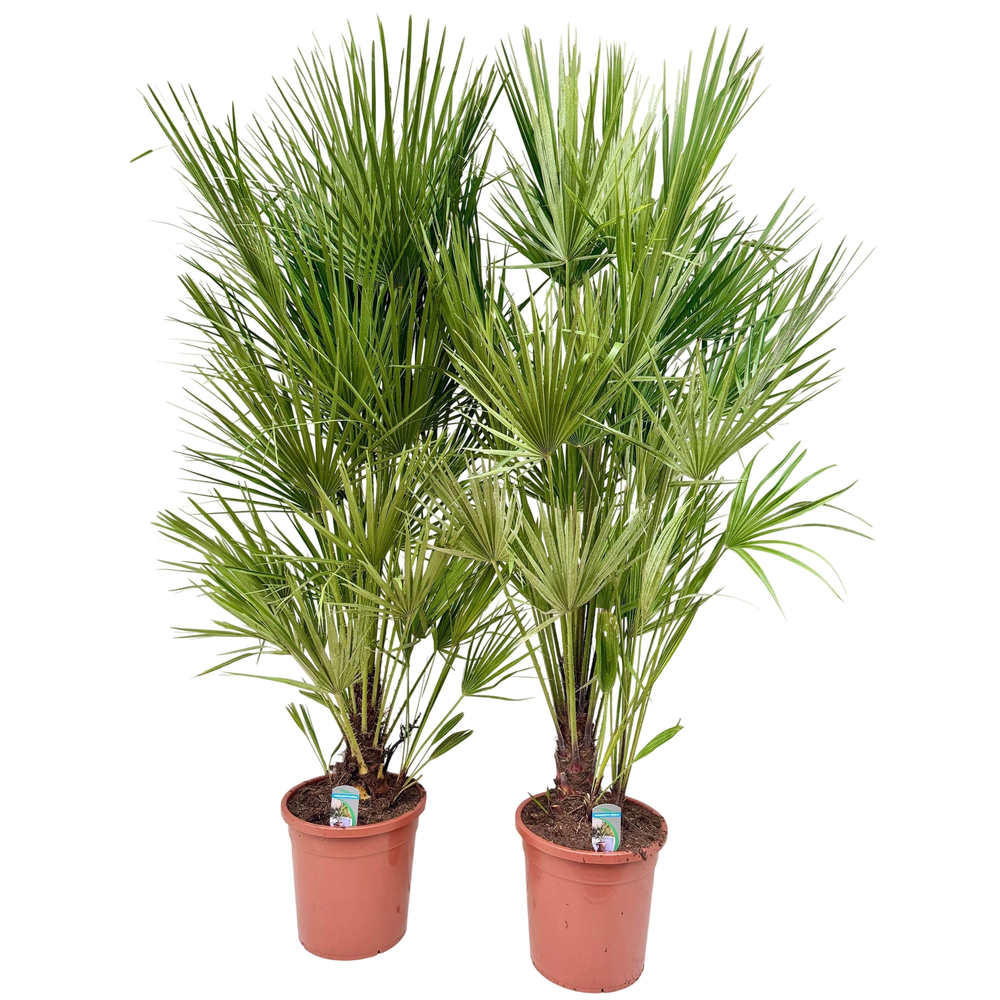 Chamaerops humilis P30.