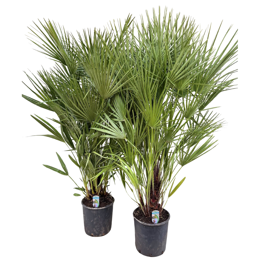 Chamaerops humilis P30.