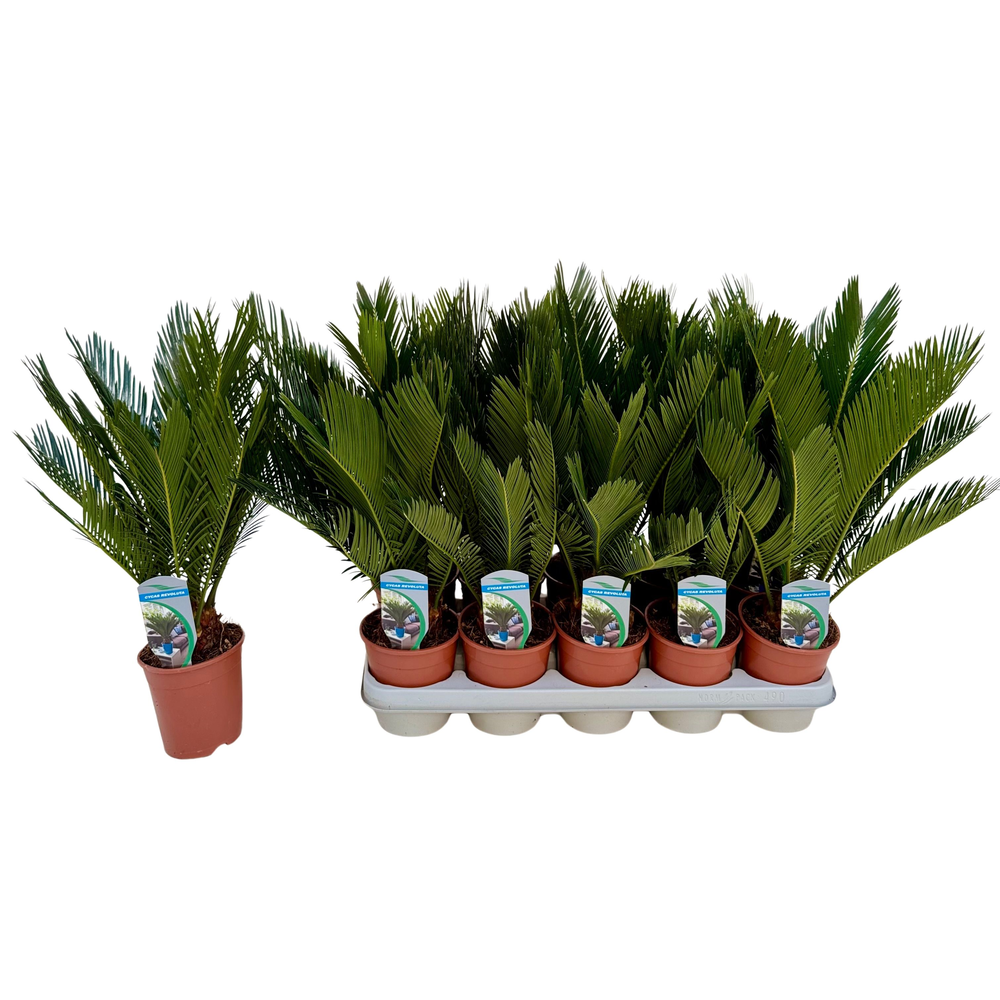 Cycas revoluta P12.