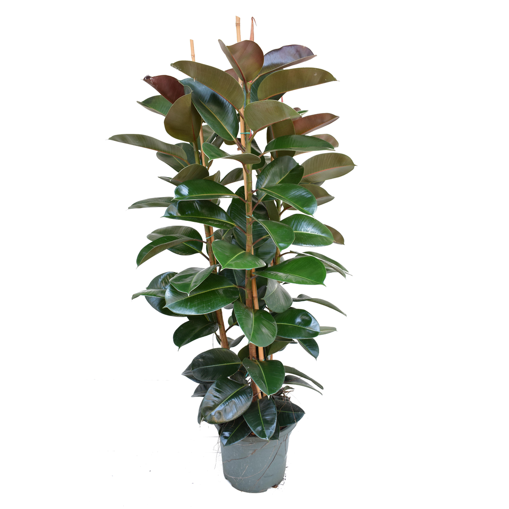 Ficus elastica robusta P40 toef.
