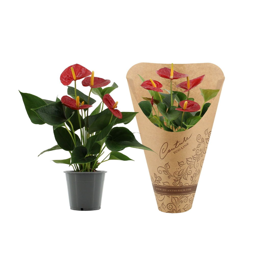 Anthurium Success Red in Couture Eco Line sleeve.