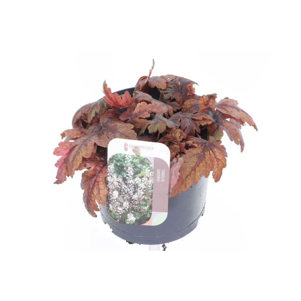 Tiarella cordifolia Sugar and Spice.