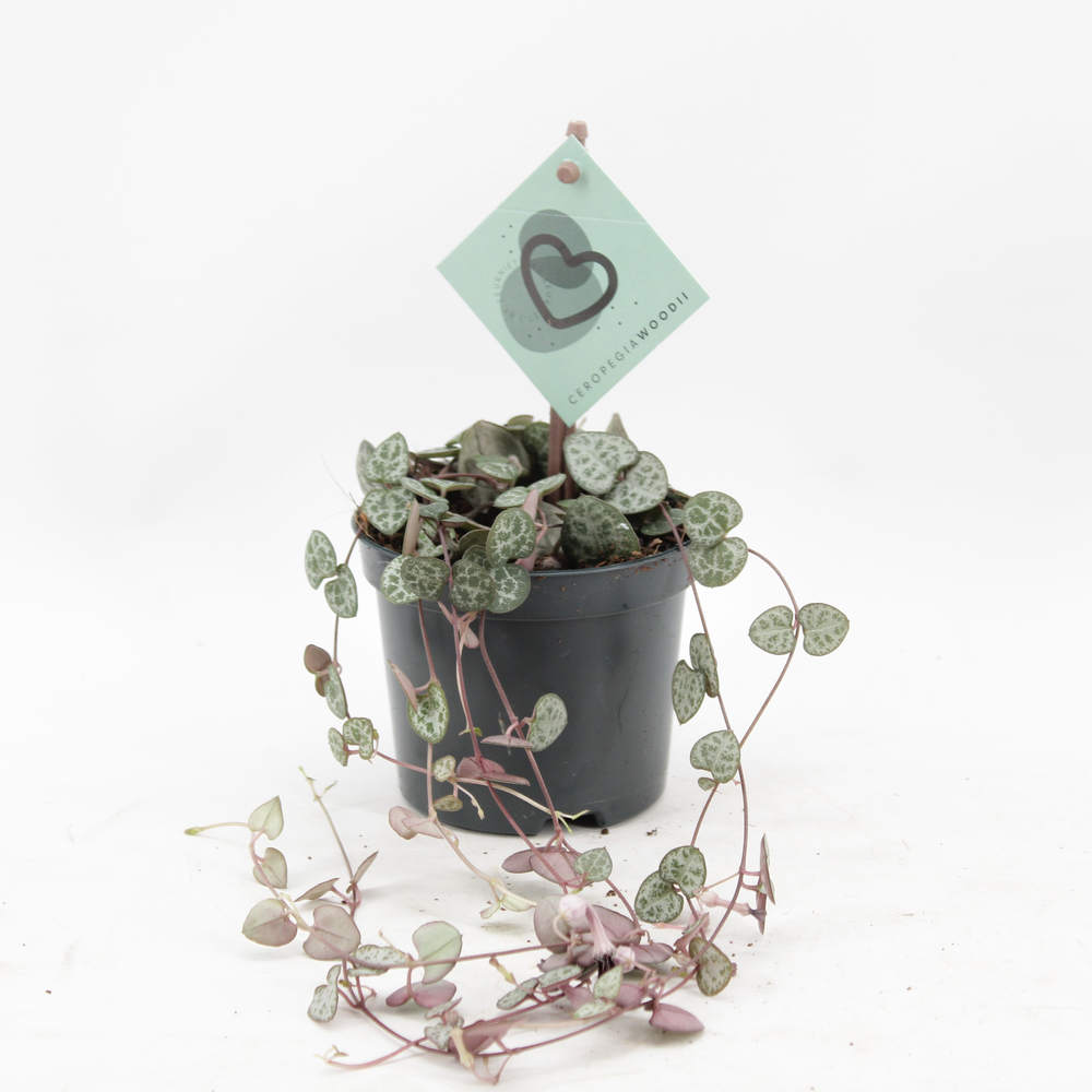 Ceropegia Woodii.