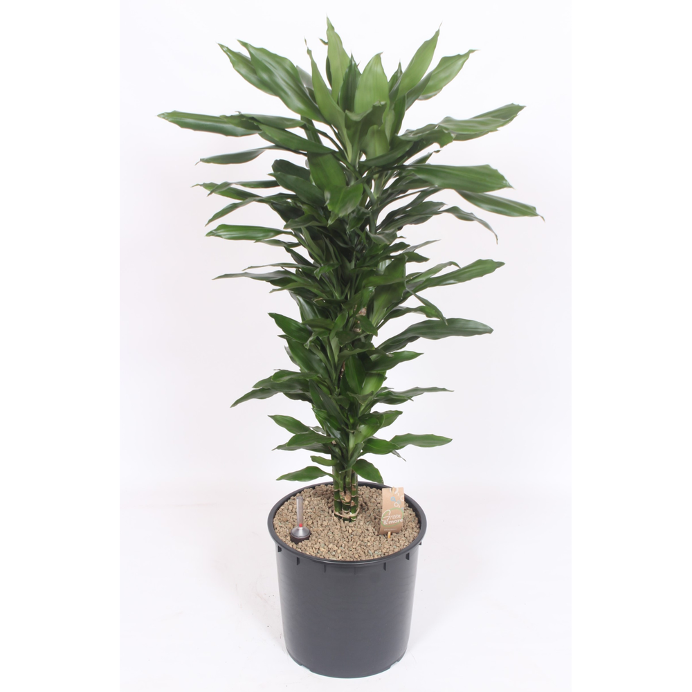 Dracaena Janet Lind.