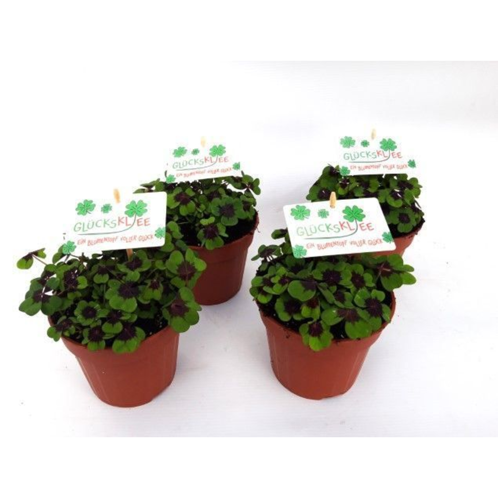 Oxalis deppei Duits.