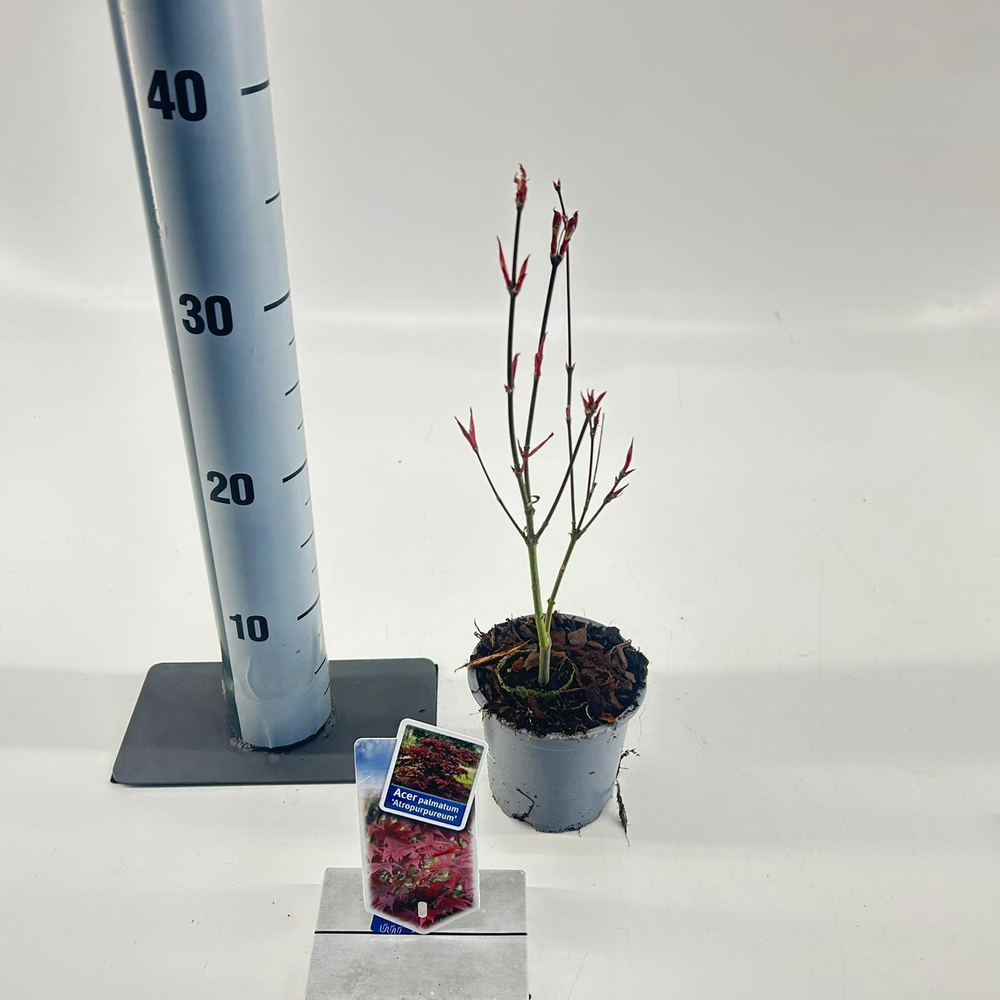 Acer pal.'Atropurpureum'.