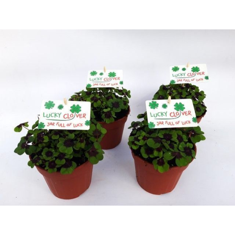 Oxalis deppei Engels.