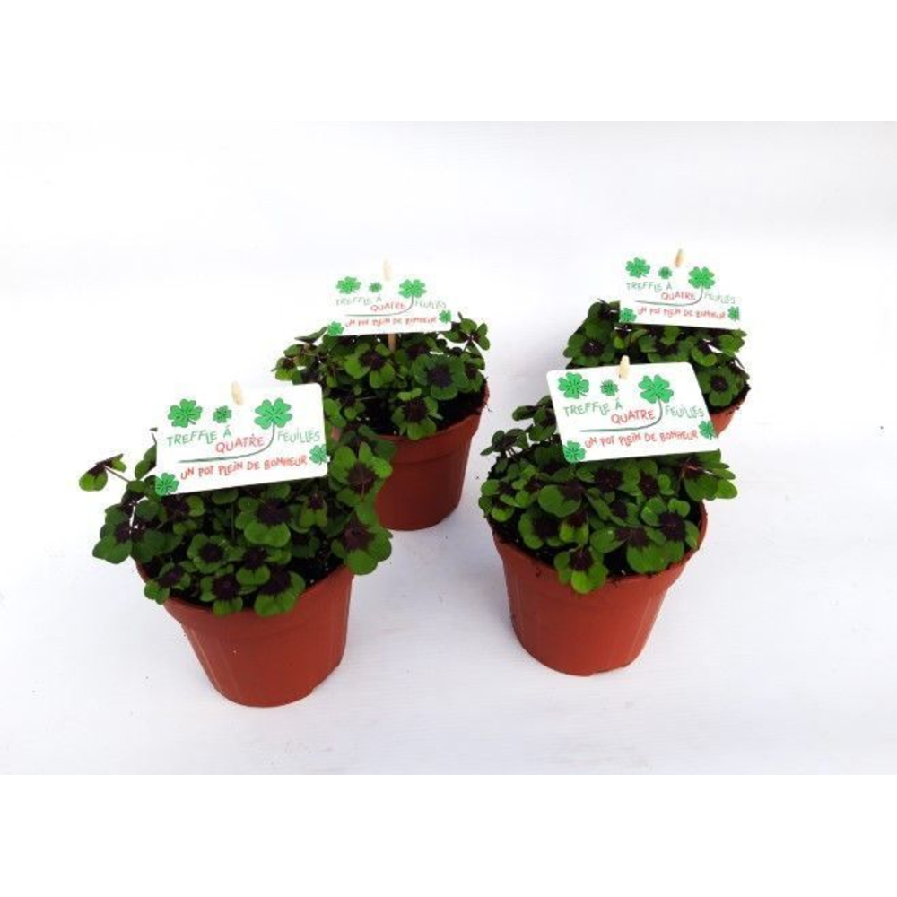 Oxalis deppei Frans.