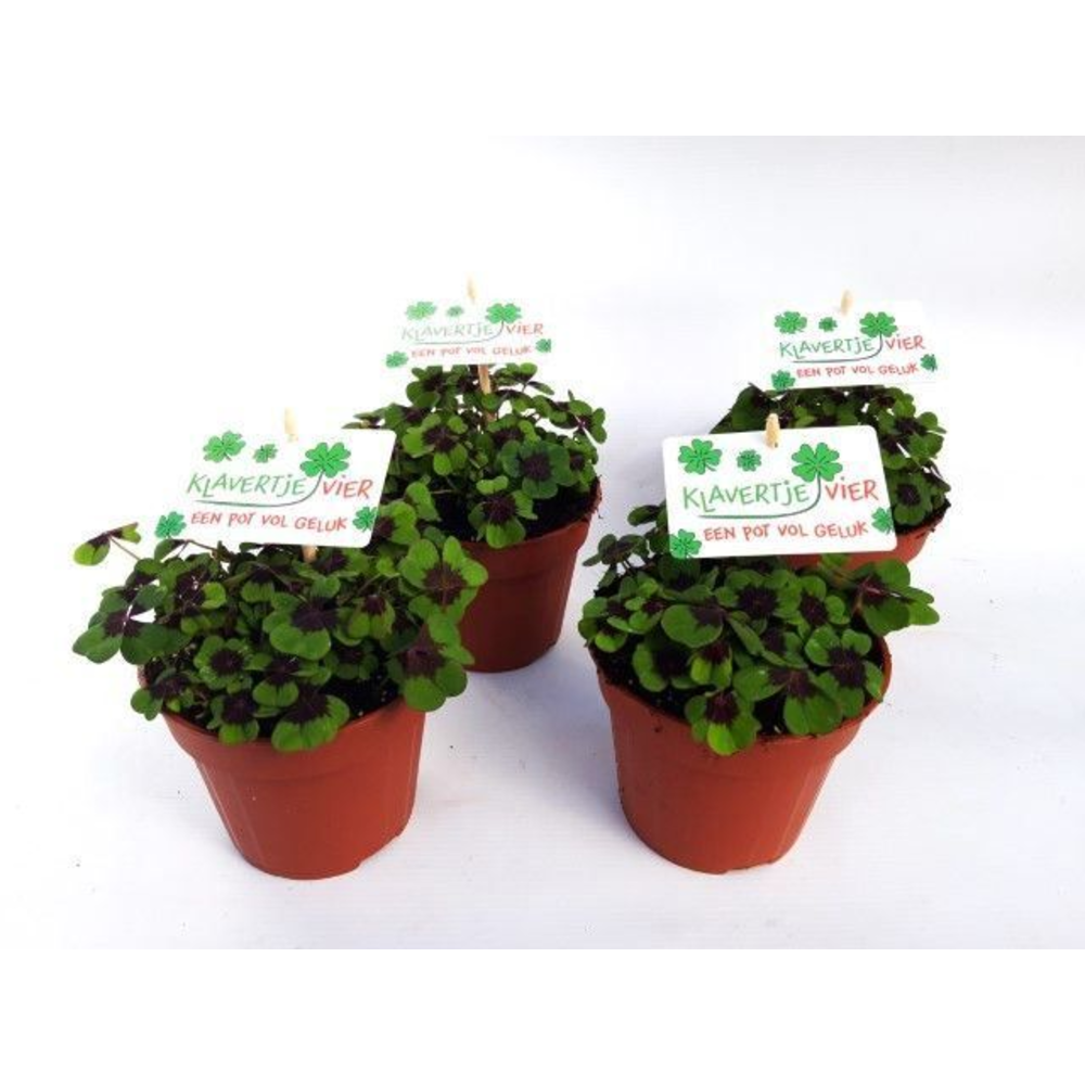 Oxalis deppei Nederlands.