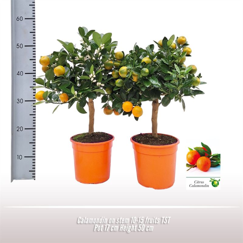 Calamondin op stam.