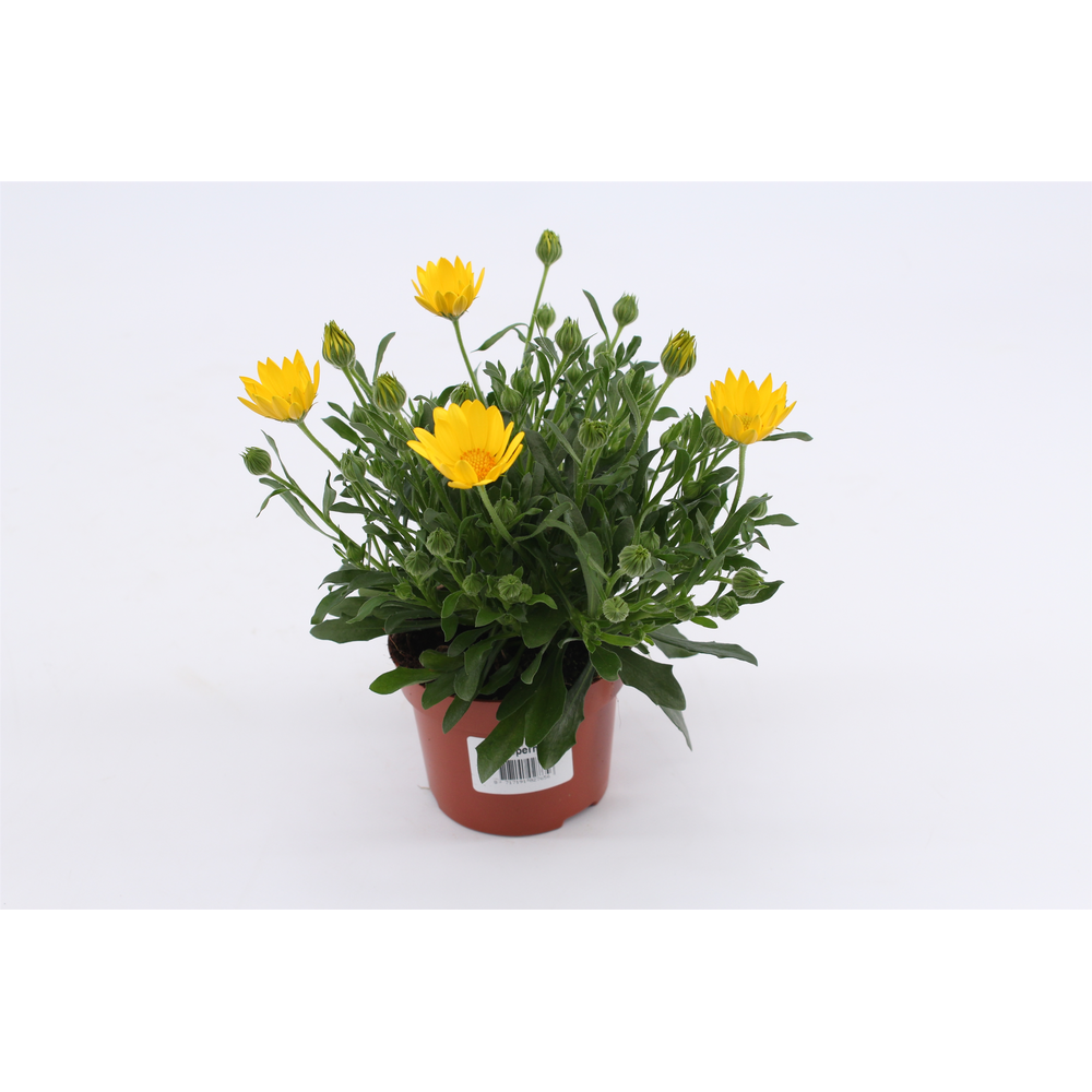 Osteo Blue Eyed Beaty.