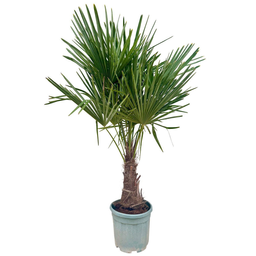 Trachycarpus fortunei P30
