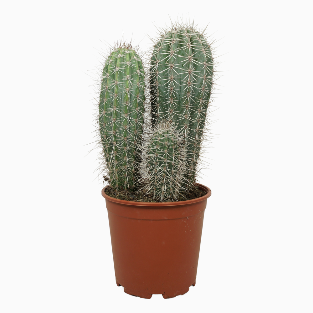 Pachycereus pringlei groep 21 cm.