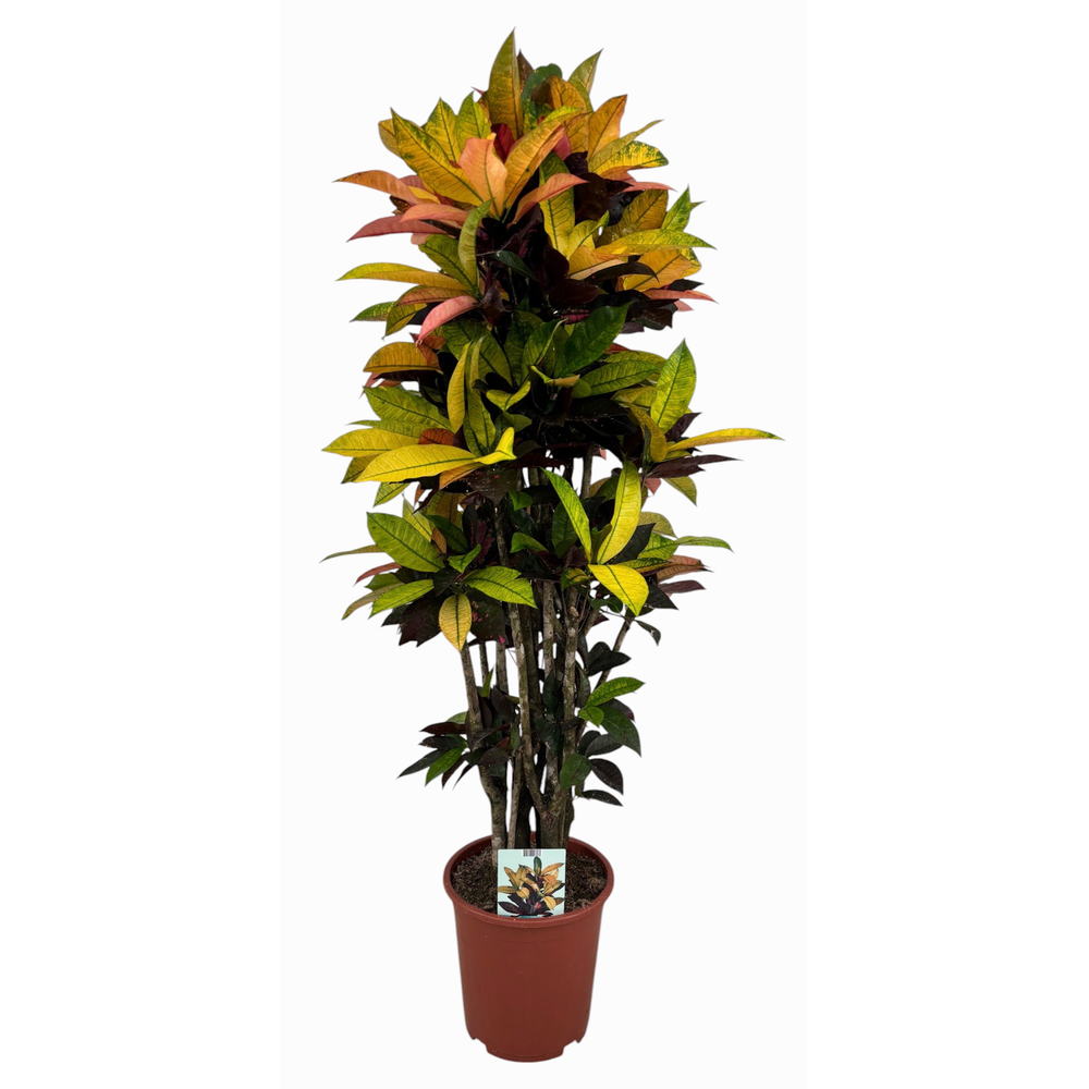 Codiaeum Variegatum Mrs. Iceton.