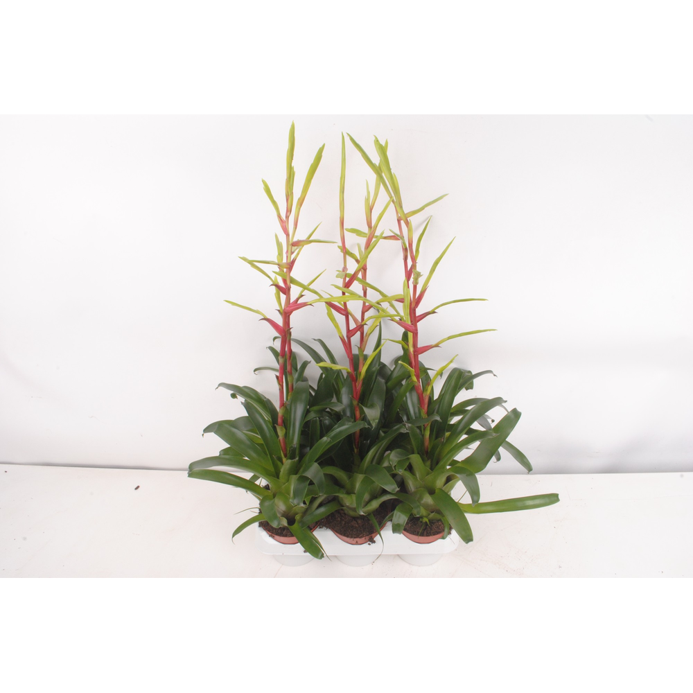 Vriesea Happy Yellow.