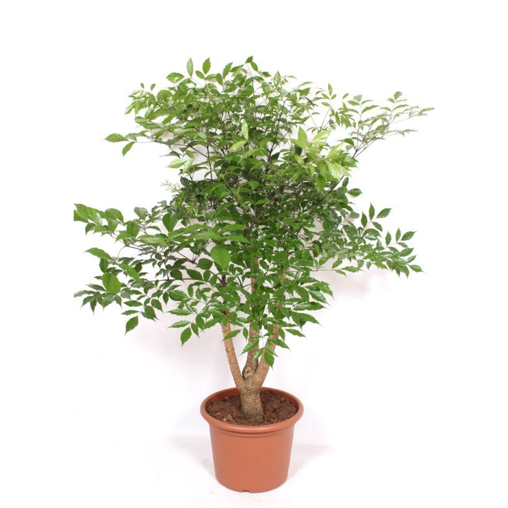 Heteropanax chinensis.