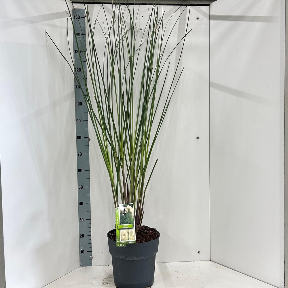 Cortaderia selloana.