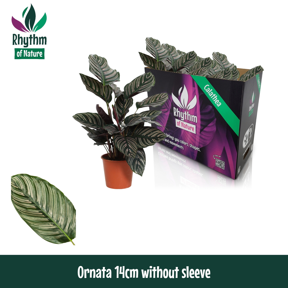 Calathea 14cm Ornata Rhythm of Nature zonder hoes.