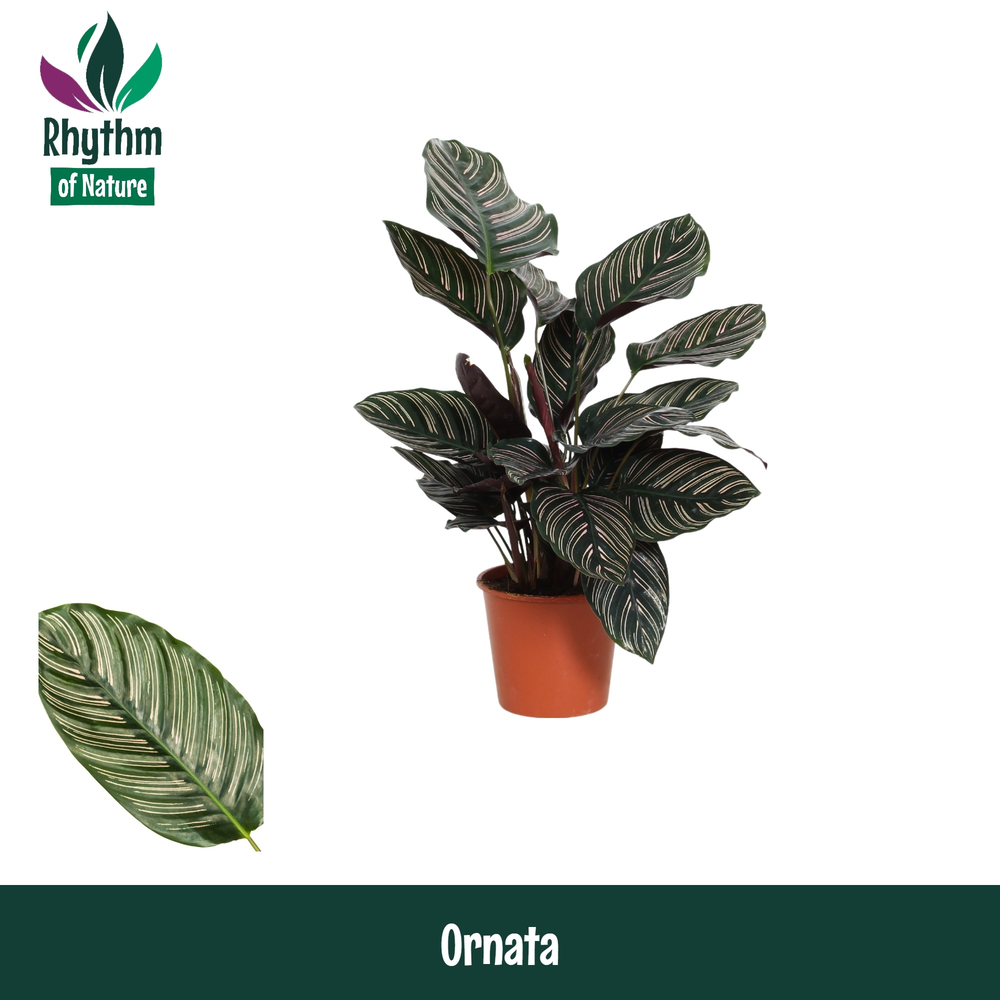Calathea 14cm Ornata Rhythm of Nature.
