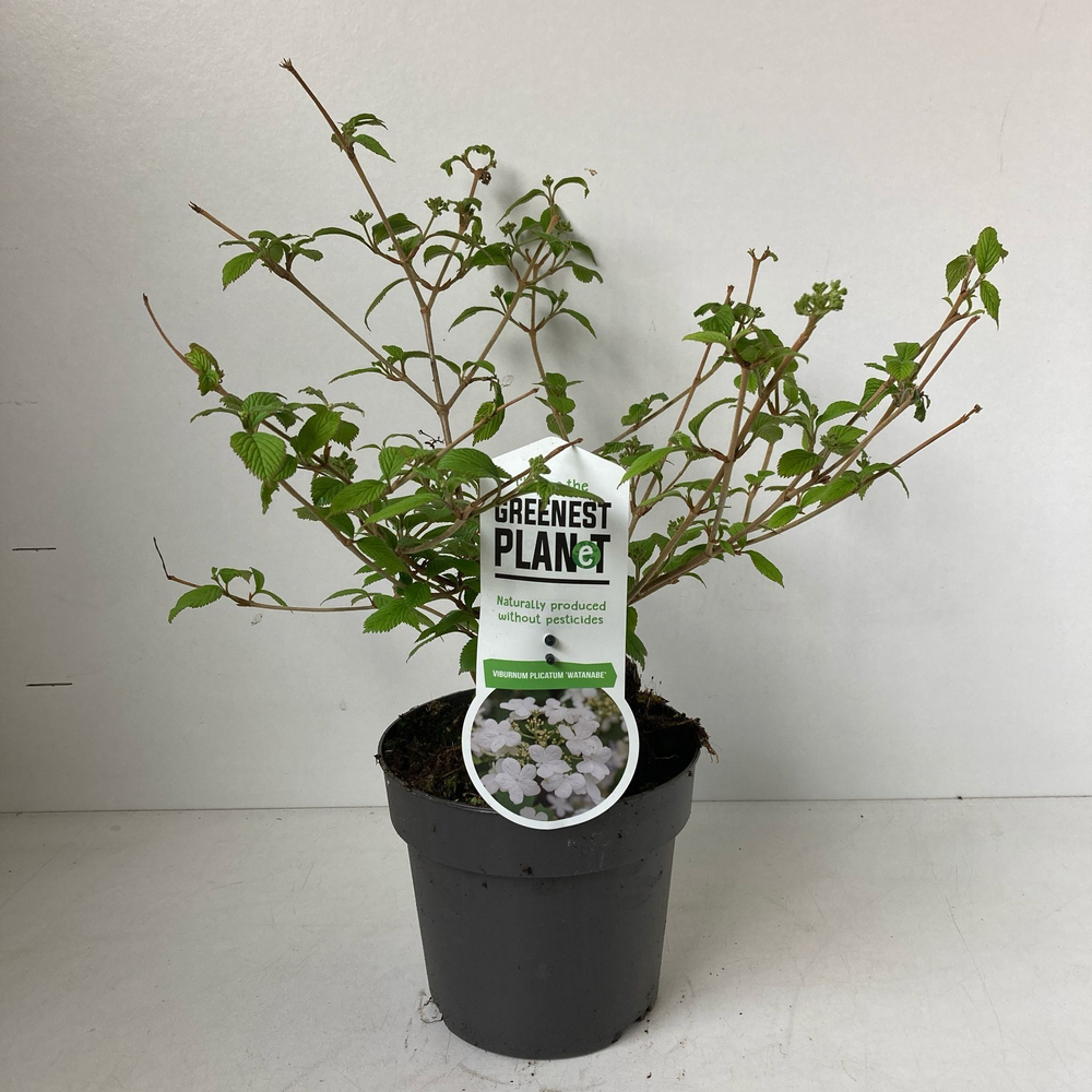 Viburnum plic. 'Watanabe'.