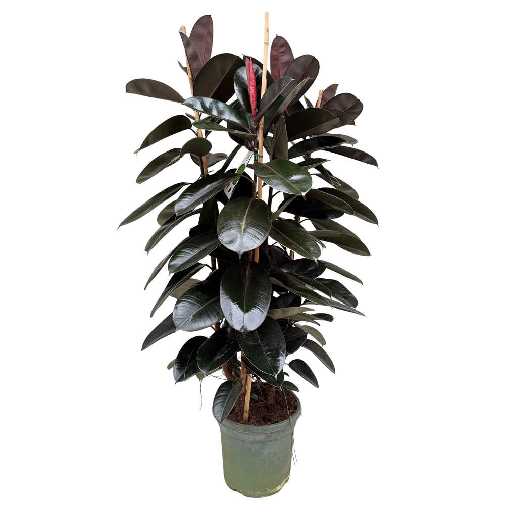 Ficus elastica abidjan P40 toef.