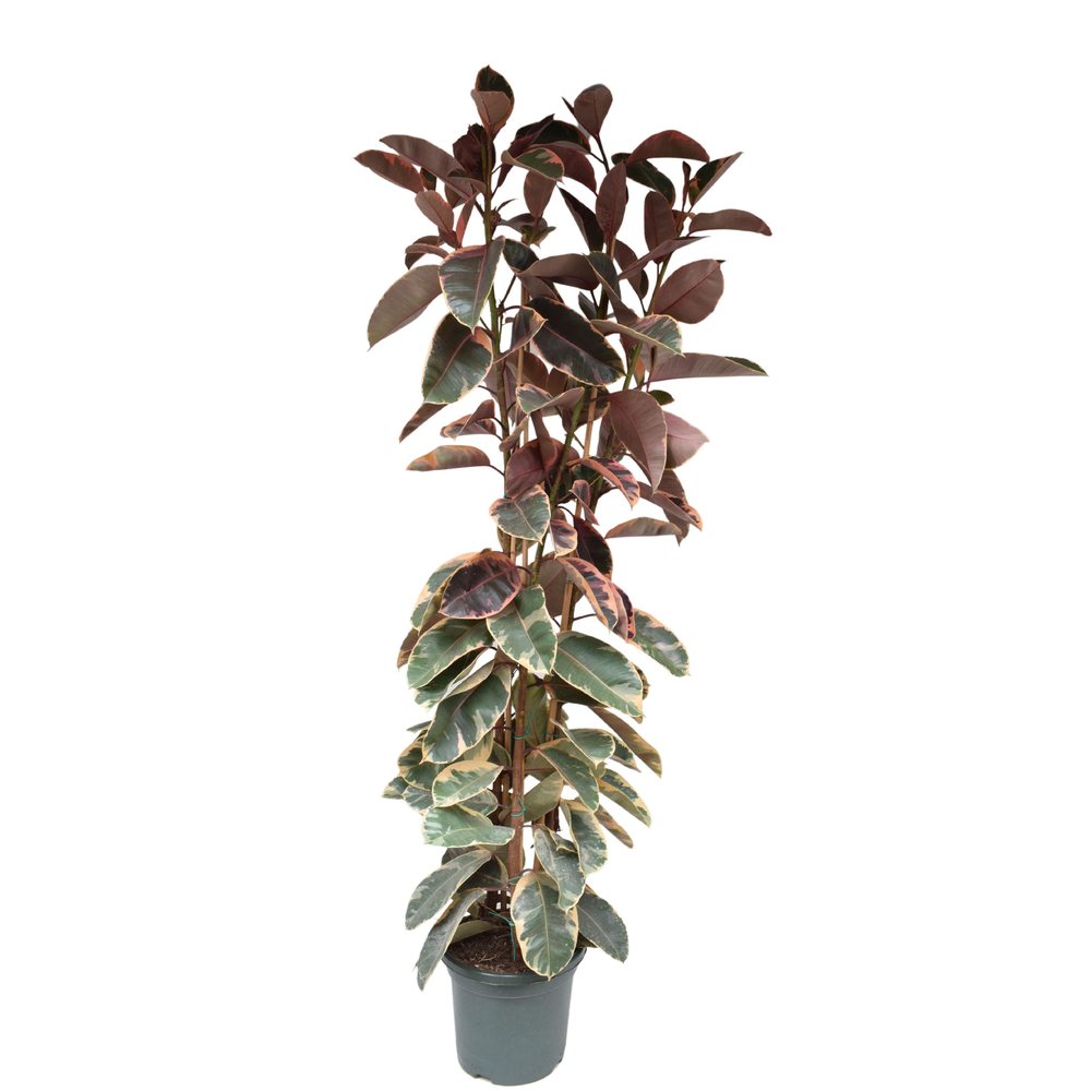 Ficus elastica belize P40 toef.