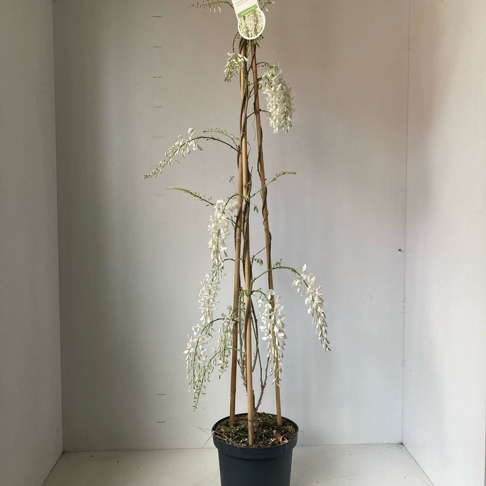 Wisteria sinensis 'Alba' (piramide).