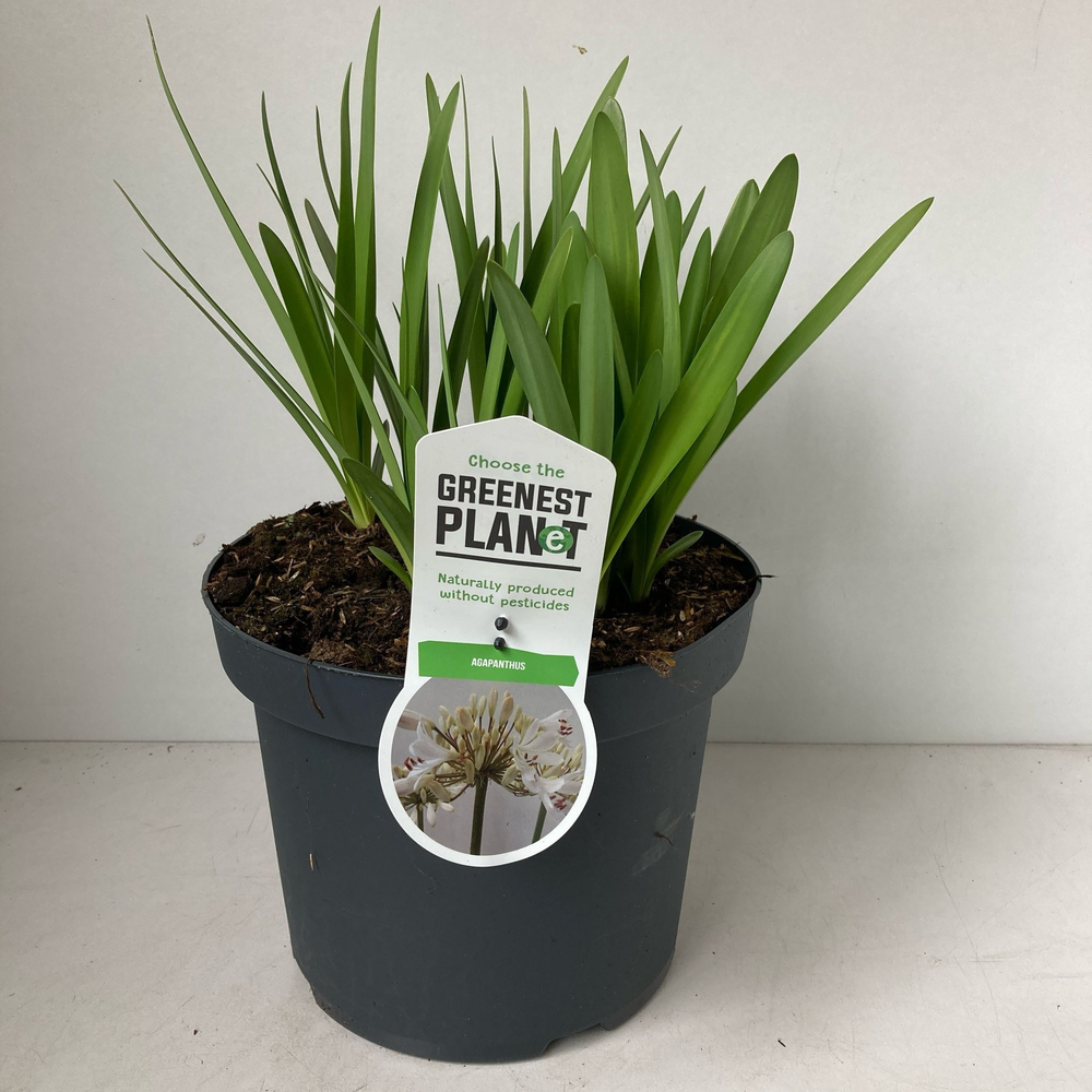 Agapanthus 'Leicester'.