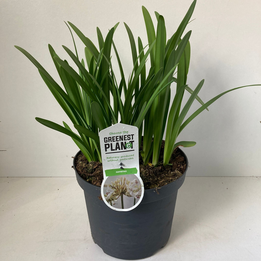 Agapanthus 'Leicester'.