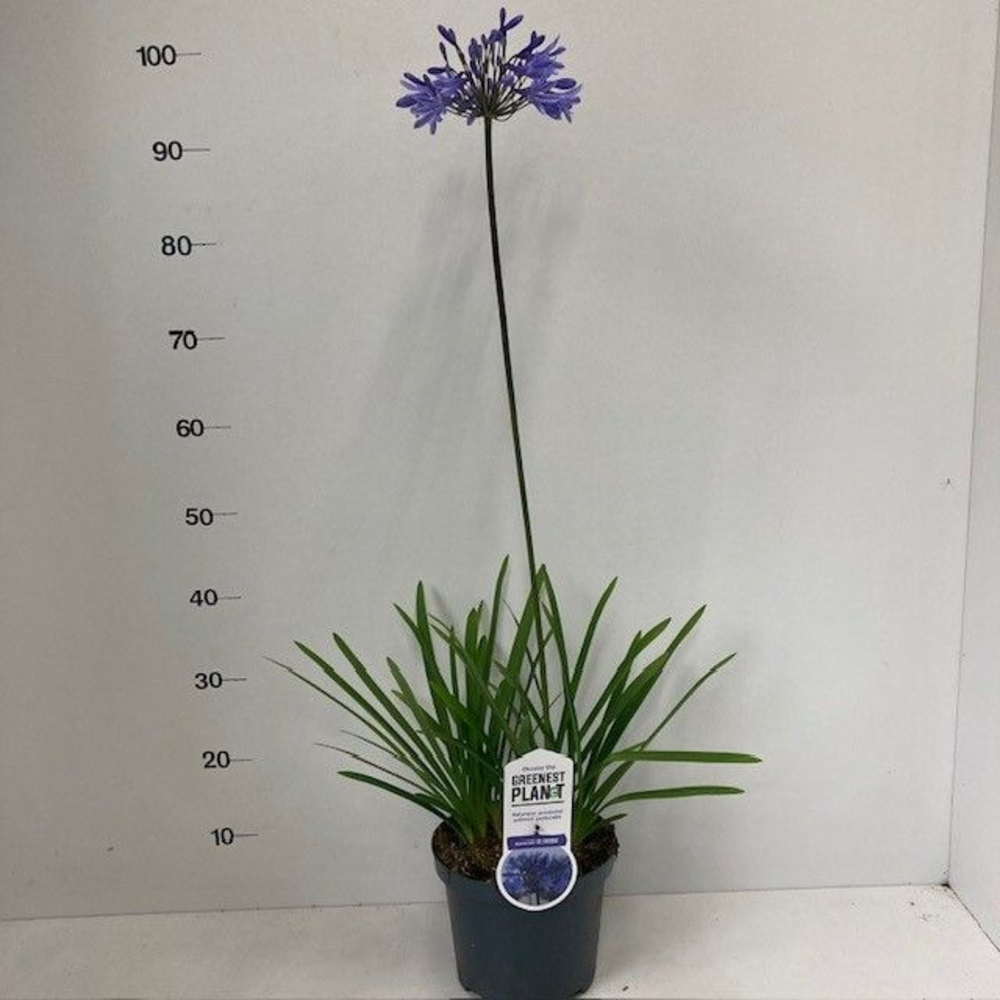Agapanthus 'Dr Brouwer'.