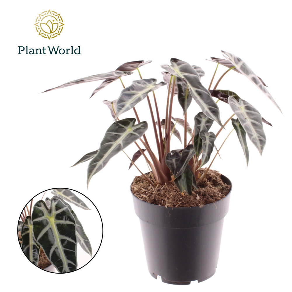 Alocasia Bambino Arrow 2 p.p..