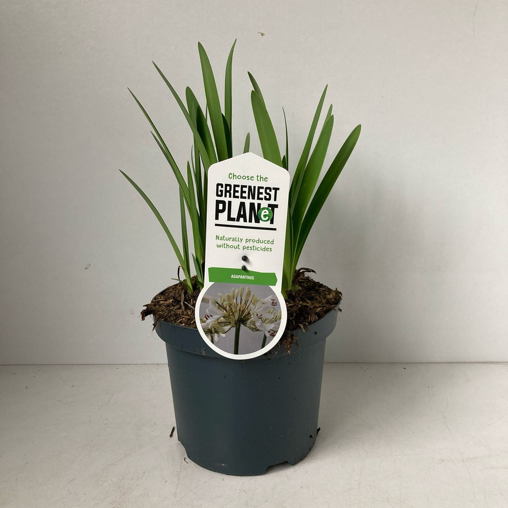 Agapanthus 'Leicester'.