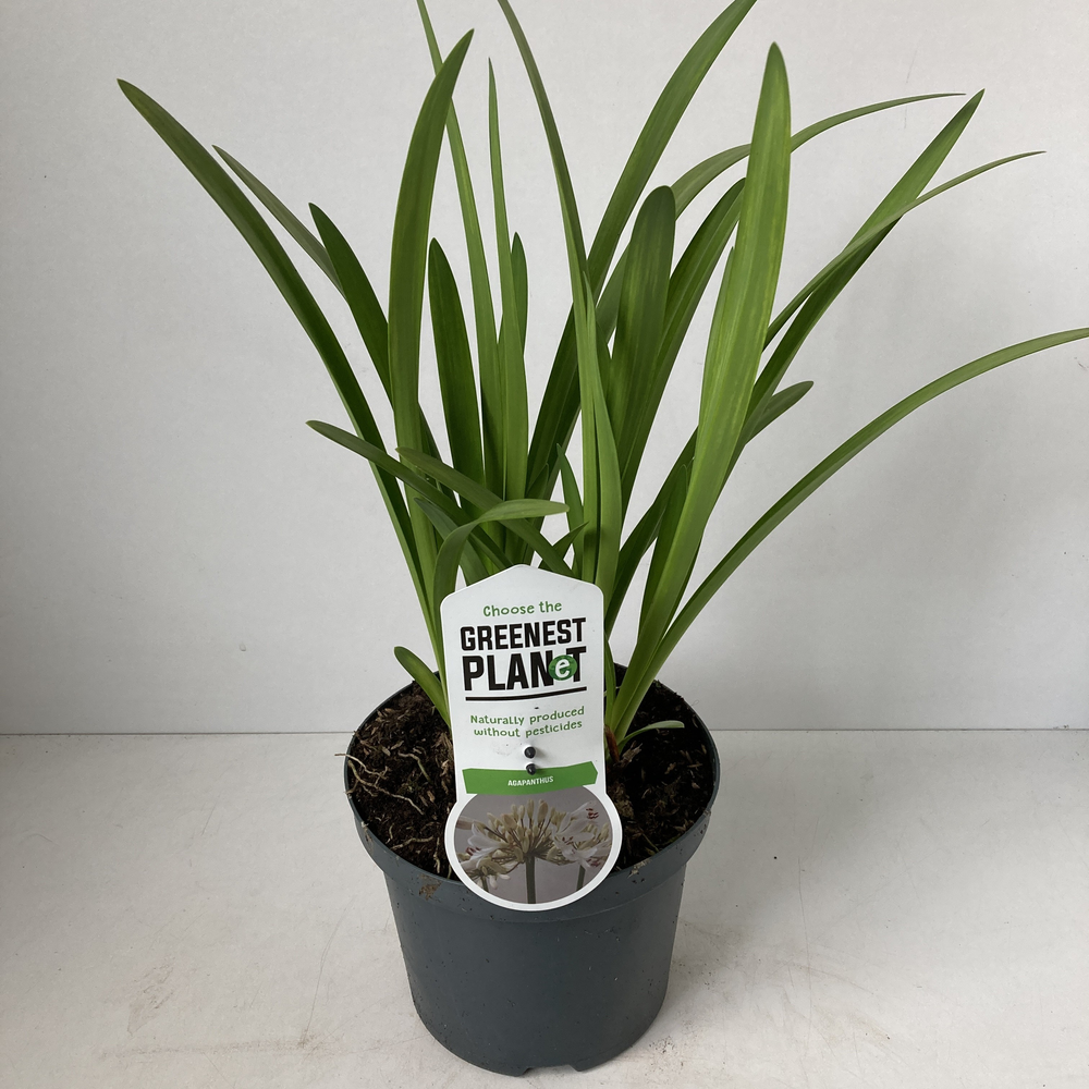 Agapanthus 'Leicester'.