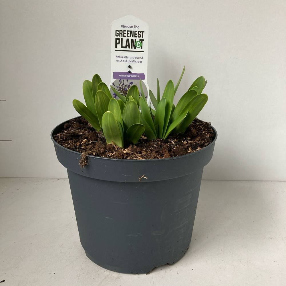 Agapanthus 'Sunfield'.