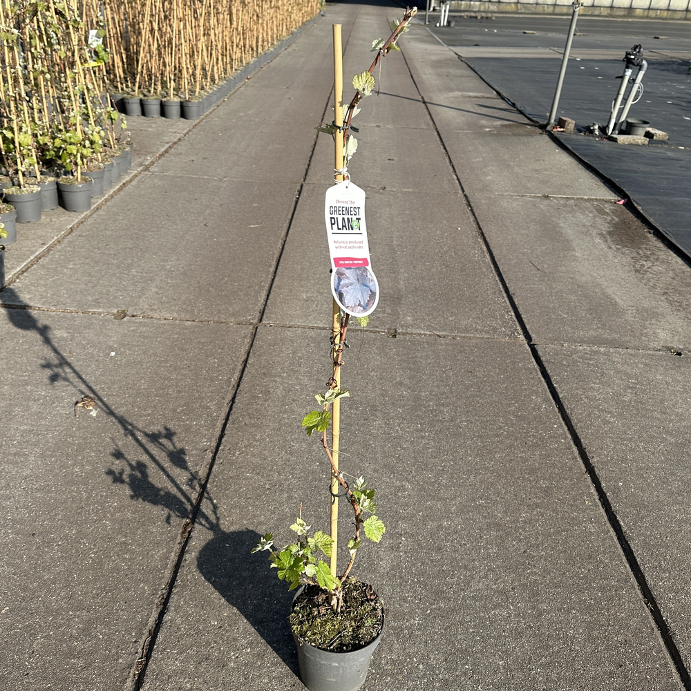 Vitis vin. 'Purpurea' - gestokt.