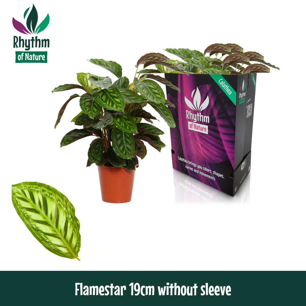 Calathea 19cm Flamestar Rhythm of Nature zonder ho.
