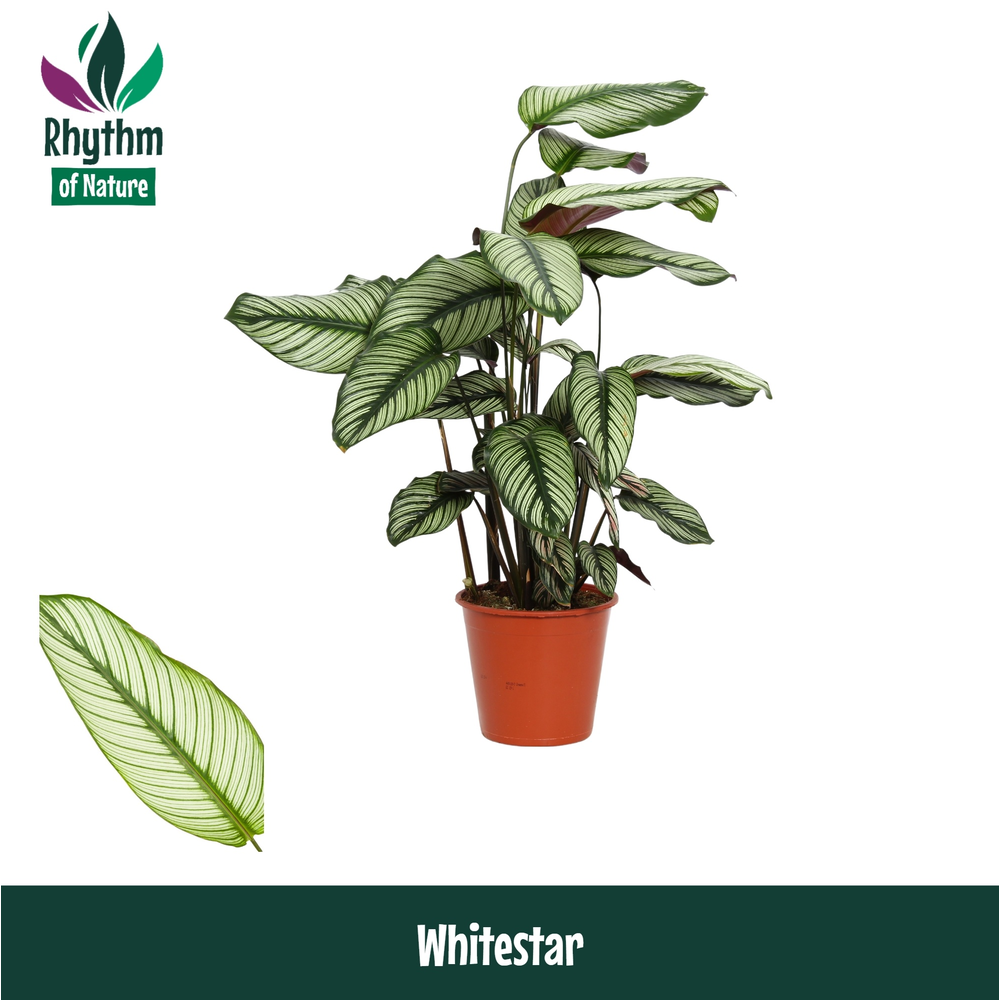 Calathea 19cm Whitestar Rhythm of Nature.